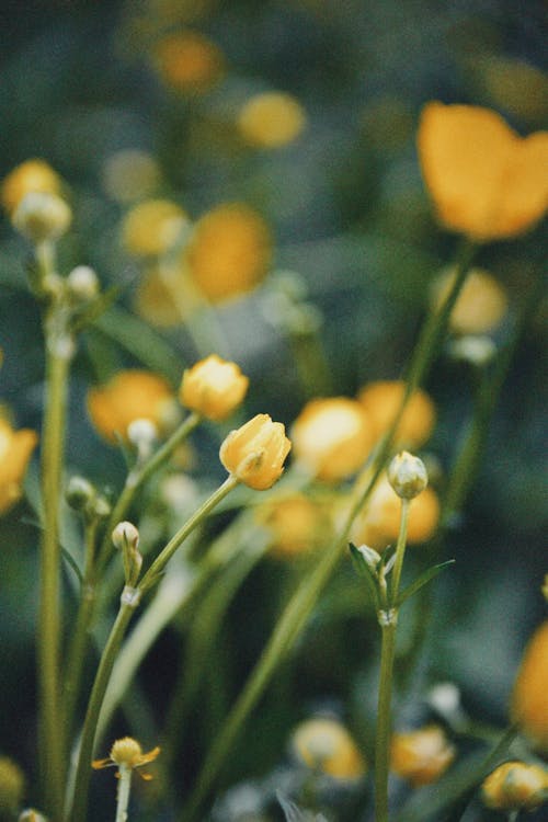 Close-up of Delicate Yellow Flowers on a Meadow 