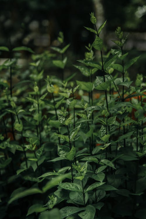 녹색 식물, 수직 쐈어, 식물 사진의 무료 스톡 사진