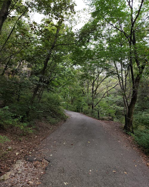 An Asphalt Road between Green Trees 