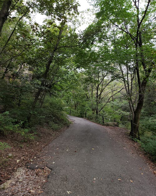 垂直拍摄, 夏天, 小路 的 免费素材图片