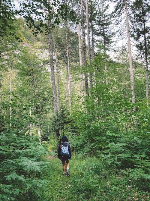 Ilmainen kuvapankkikuva tunnisteilla kävely, kesä, metsä