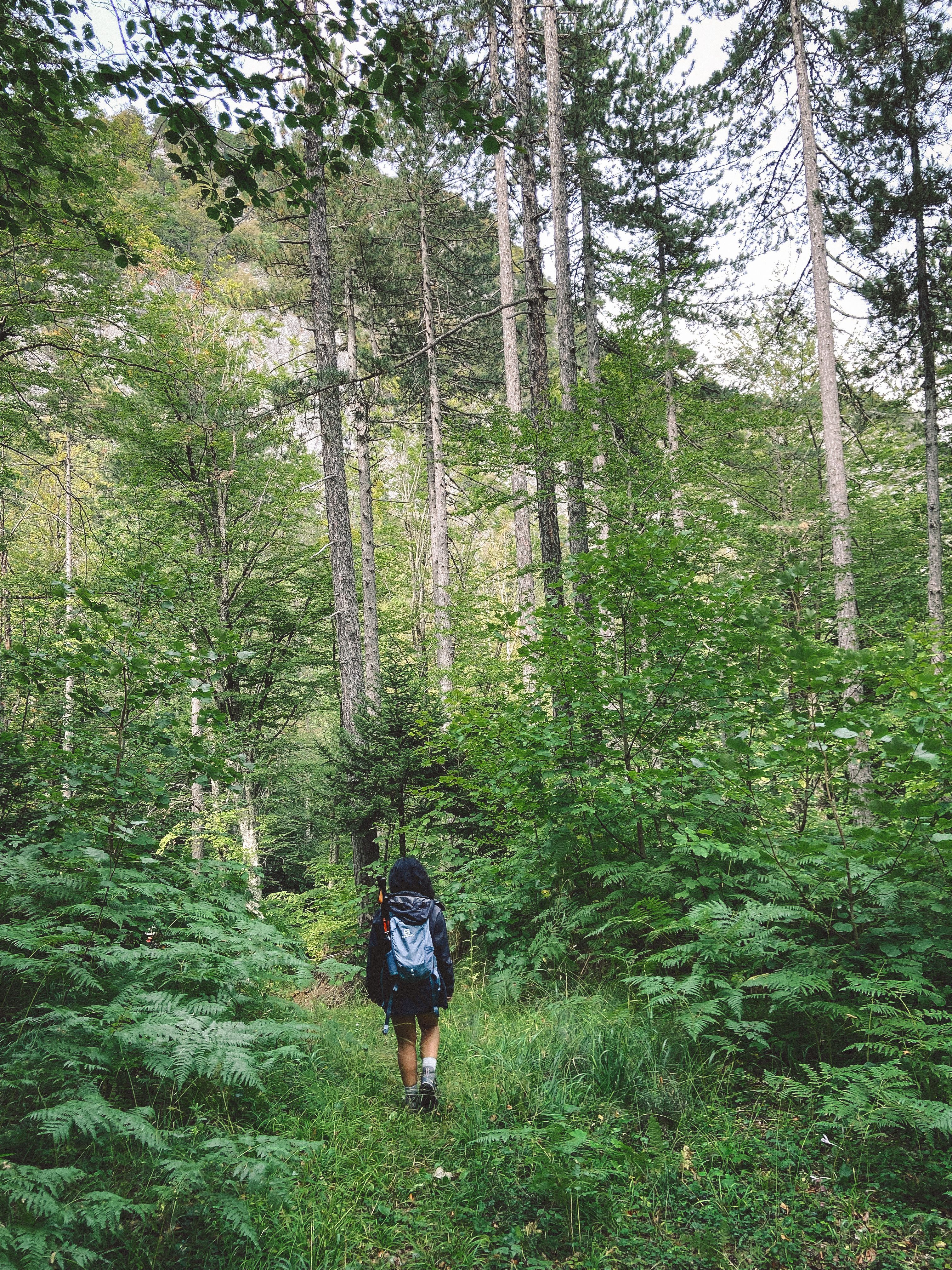 A person walking through the woods with a backpack · Free Stock Photo