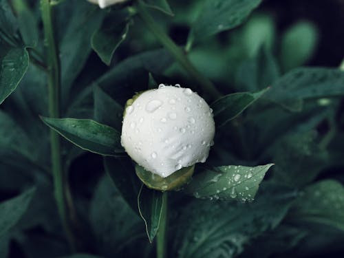 Close-up of a White Rose Bud with Water Drops 