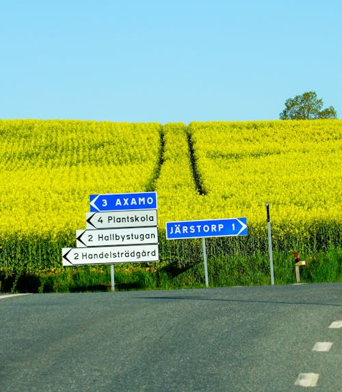 Signs with Directions next to a Canola Field in Sweden 