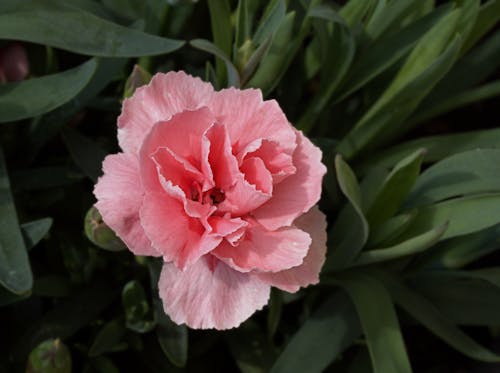 Close-up of a Pink Carnation in a Garden 