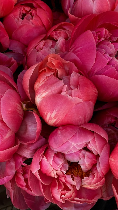 Close-up of Dark Pink Peonies 