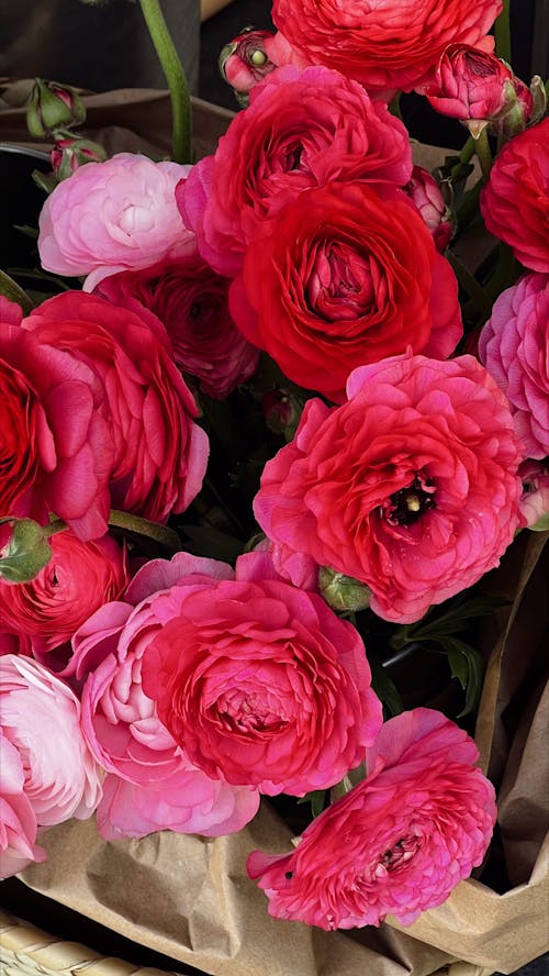 Close-up of a Bouquet of Pink Buttercup Flowers