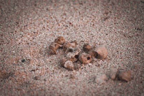 Close-up of Old Shells of Sea Snails