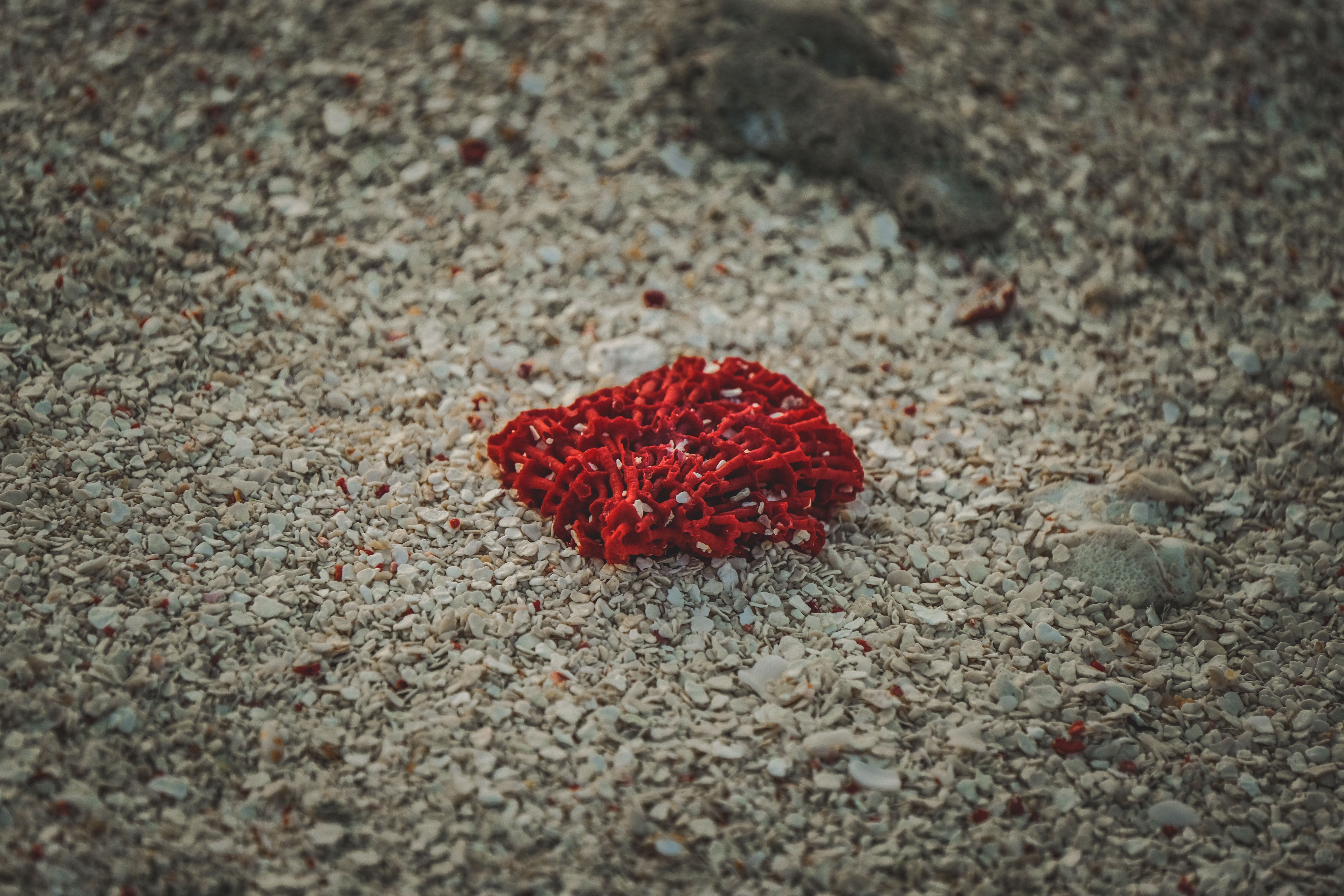 Close-up of a vivid red coral piece on a sandy beach, showcasing natural textures.