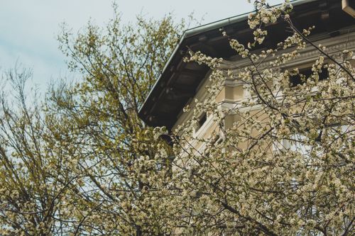 Free Beautiful cherry blossoms in full bloom against a classic building facade during spring. Stock Photo