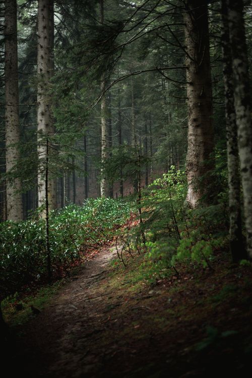 Free Explore a serene forest path surrounded by towering trees and verdant foliage. Perfect for nature lovers. Stock Photo
