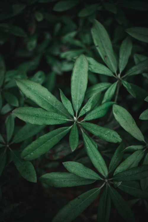 Free Close-up of lush green leaves covered in water droplets, showcasing nature's beauty. Stock Photo