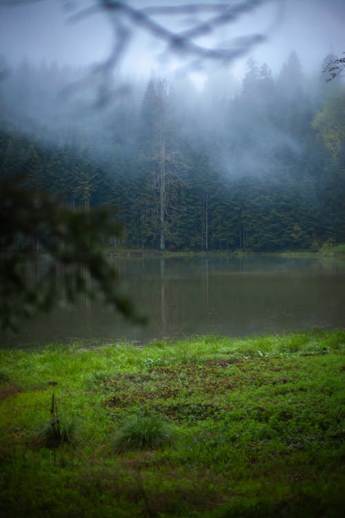 Gratis stockfoto met bomen, Bos, bossen