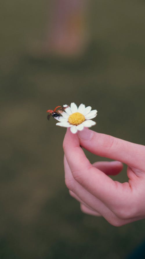 Woman Holding a Flower with a Ladybird on It