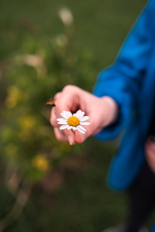 Hand Holding a Dandelion