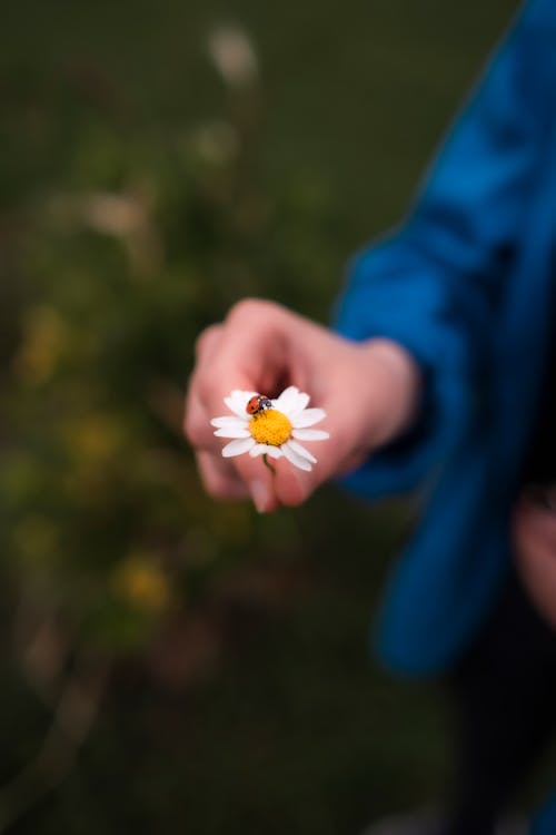 Woman Holding a Flower with a Ladybird on it