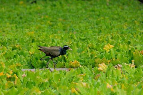 Close-up of a Bronze-Winged Jacana Walking among Green Plants 