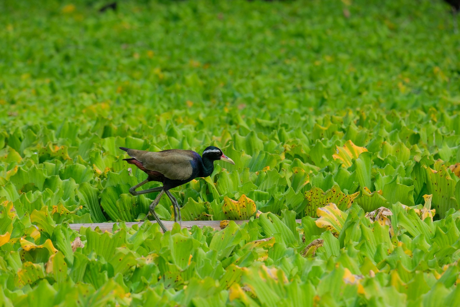 Close-up of a bronze-winged jacana walking through lush green marsh foliage.