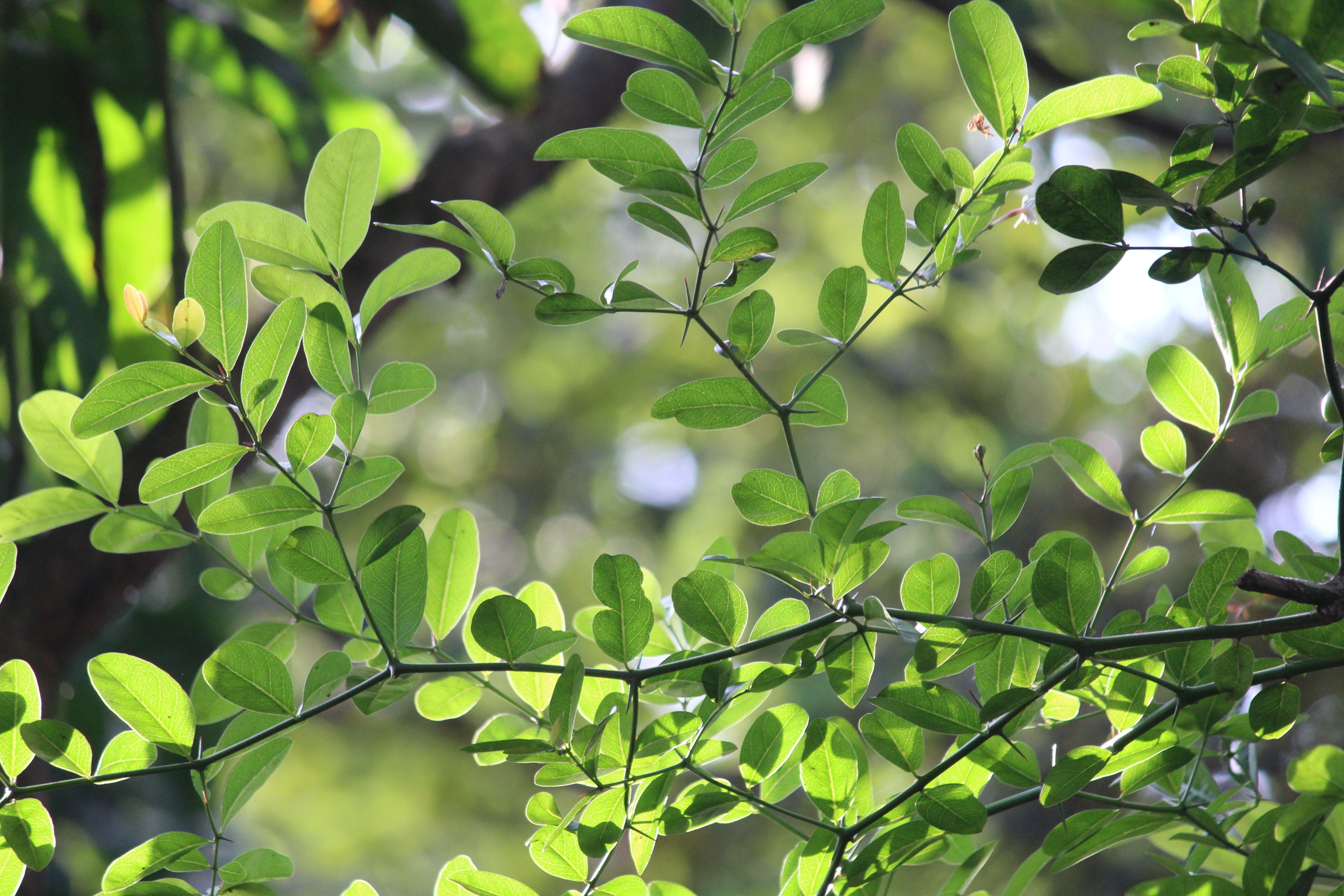 Close-up of Bright Green Leaves on Tree Branches in a Forest · Free ...
