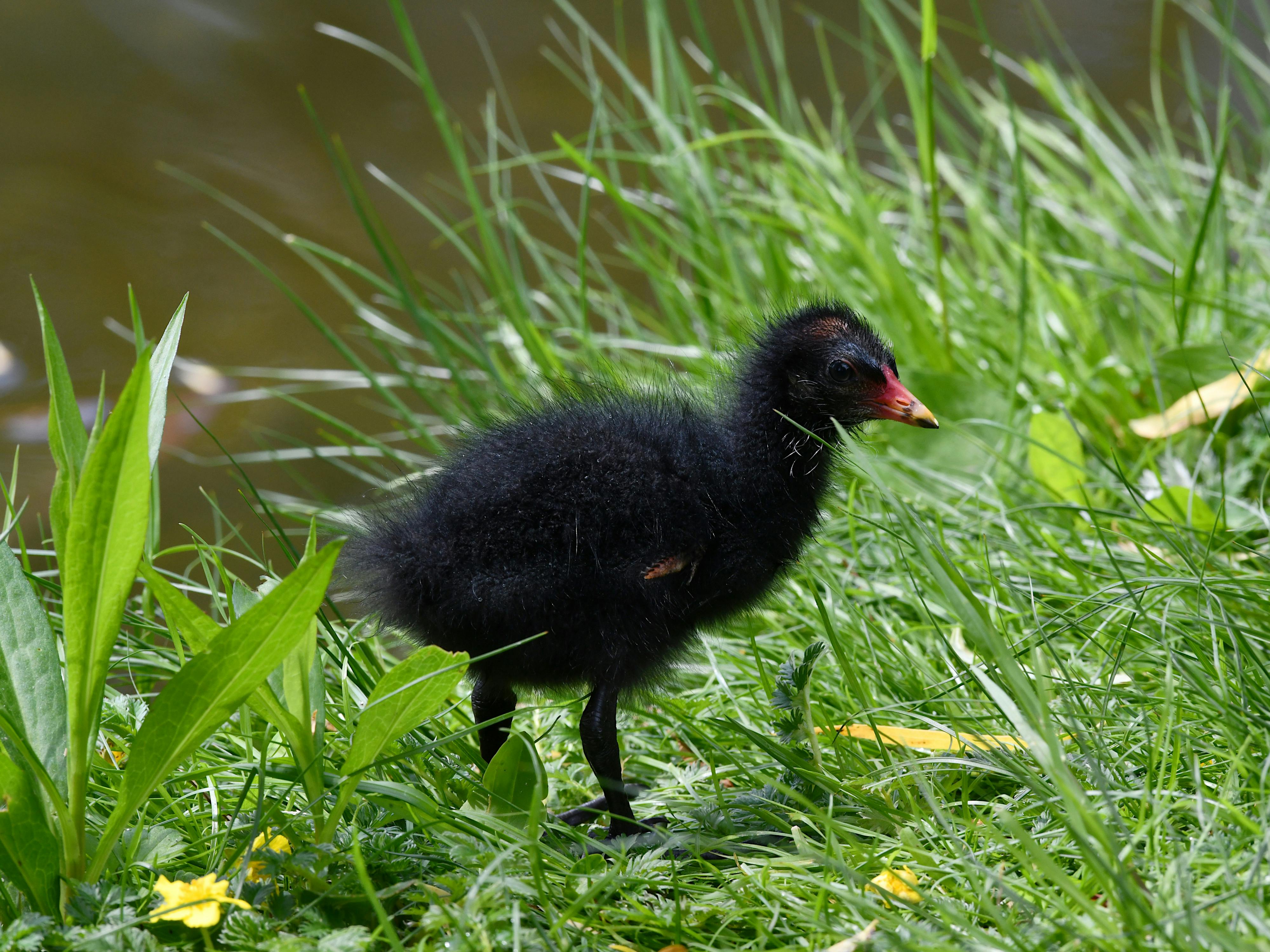 A baby moorhen with black feathers and red beak in lush grass by a water body in Vienna.
