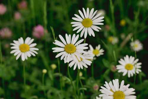Free A close-up of white daisies blooming in a lush, green meadow under the daylight. Stock Photo