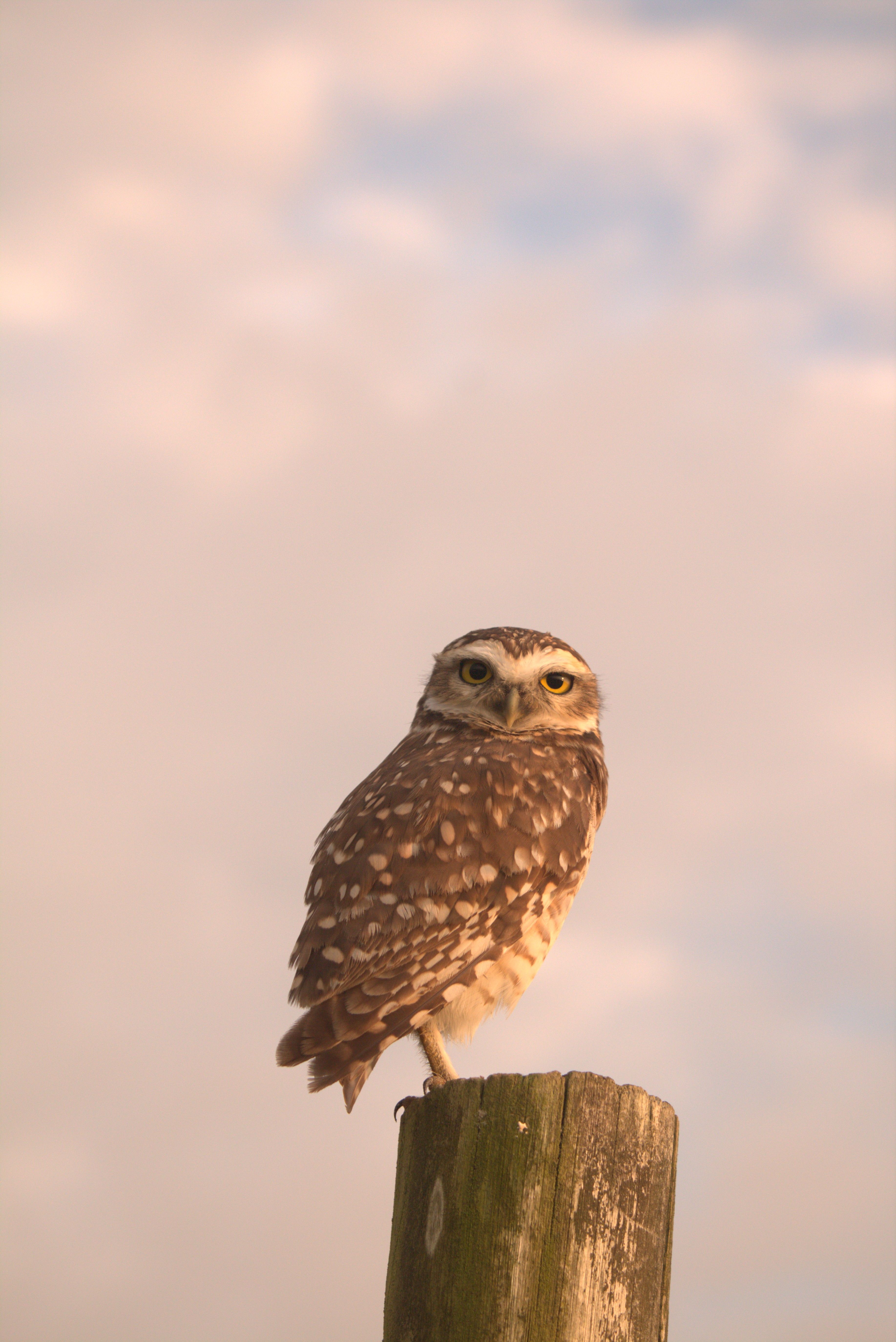 Free A burrowing owl perched on a wooden post in Guaratuba, Brazil, showcasing wildlife beauty. Stock Photo