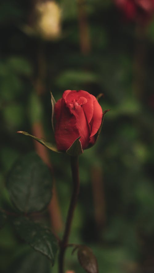 A single red rose is shown in a green background