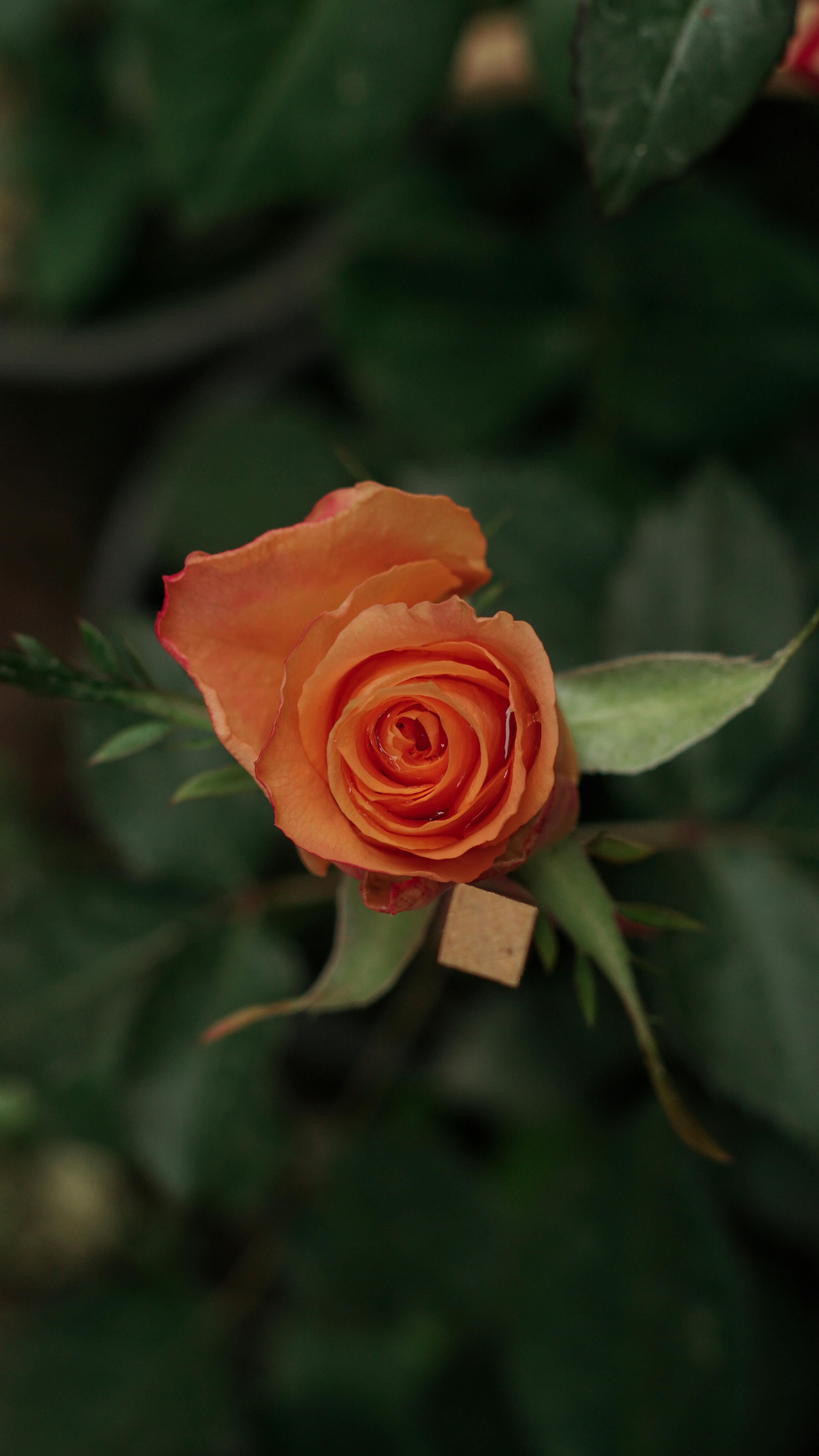 A single orange rose in a pot with leaves · Free Stock Photo
