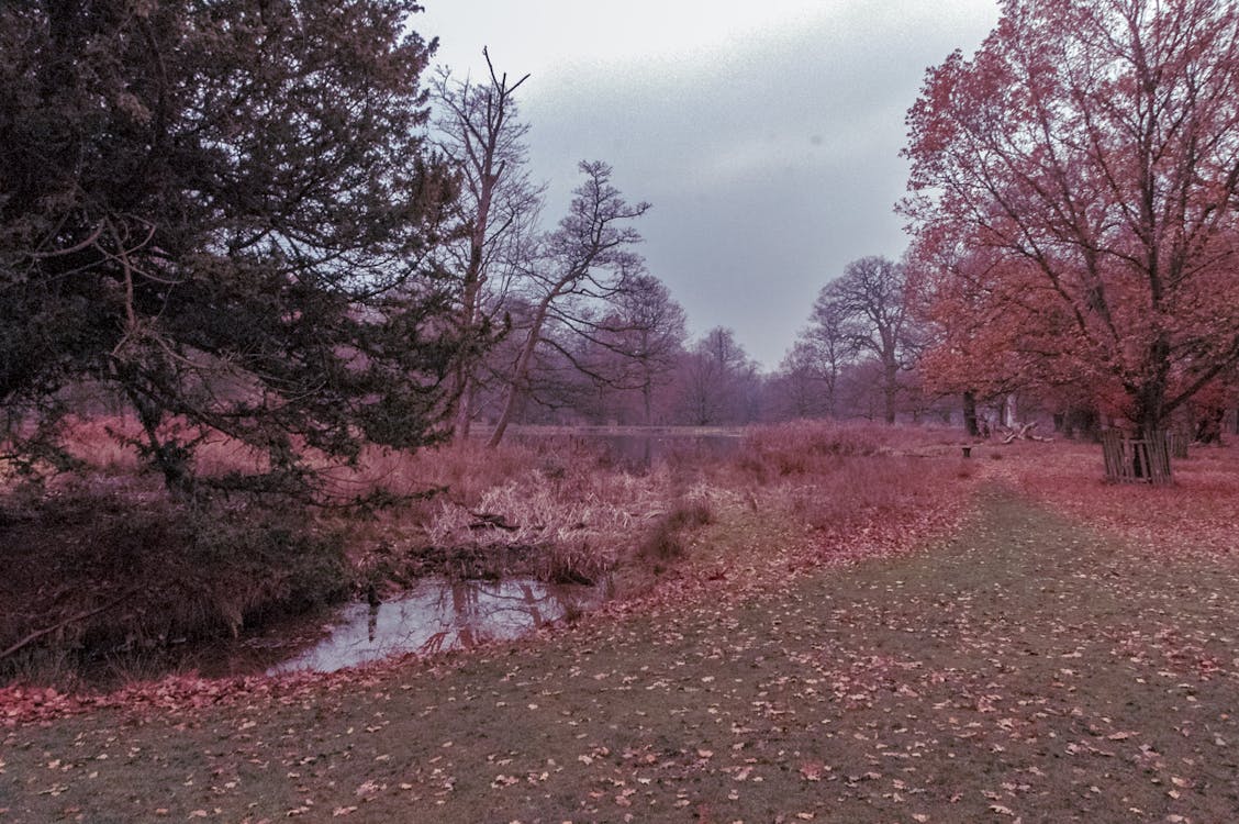 秋の風景の背景の木の無料の写真素材