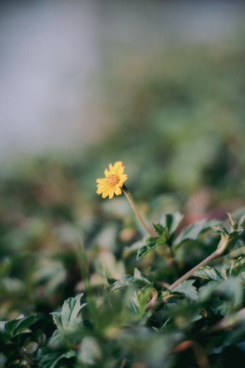 Close-up of a Yellow Flower