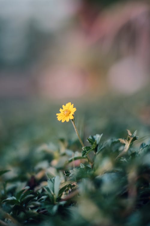 Blooming Yellow Wedelia