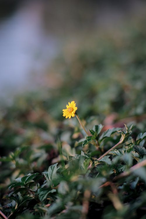 Бесплатное стоковое фото с вертикальный выстрел, желтый цветок, крошечный