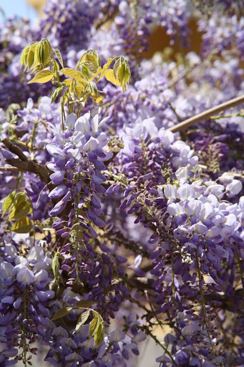 ağaç, çiçeklenmek, çin wisteria içeren Ücretsiz stok fotoğraf