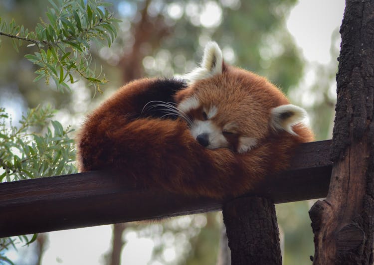 Red Panda Sleeping On Handrail