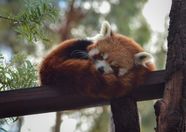 Red Panda Sleeping Habits Red Panda Sleeping Habits