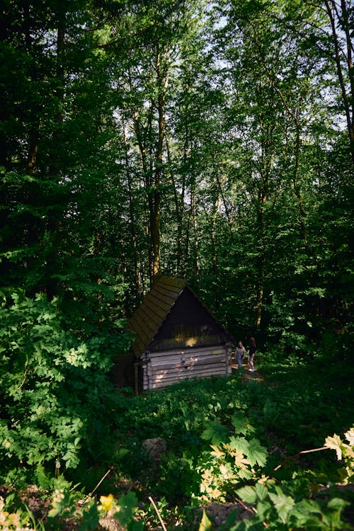 Ảnh lưu trữ miễn phí về bắn dọc, cabin gỗ, cây