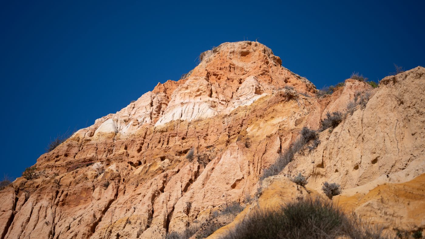 Torrey Pines State Preserve: San Diego's Wild Coast Two Miles from Civilization