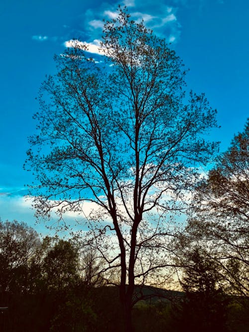 Kostenloses Stock Foto zu baum, berg sonnenuntergang, berge