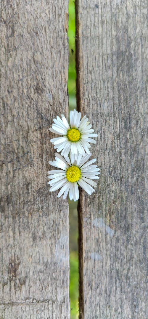 Free stock photo of flowers, green, spring