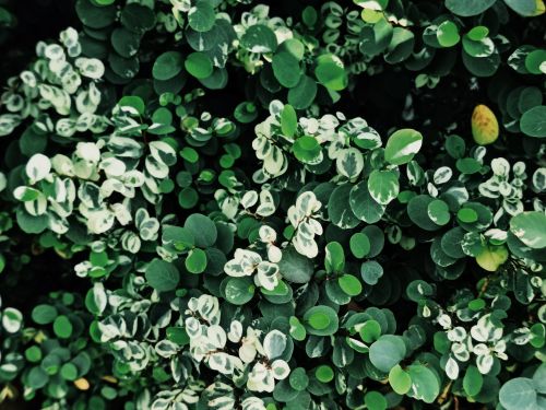 Free Top view of vibrant Breynia leaves showcasing variegated patterns in Myanmar. Stock Photo