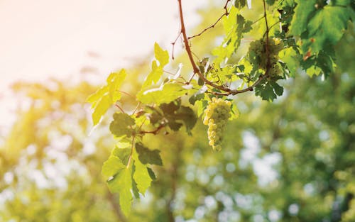 Immagine gratuita di @all'aperto, agricolo, azienda agricola