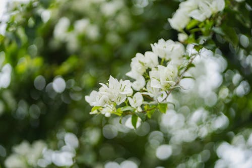 Fotobanka s bezplatnými fotkami na tému @outdoor, biela, biele kvety