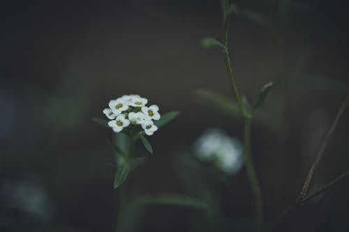 Gratis lagerfoto af alyssum, delikat, flora