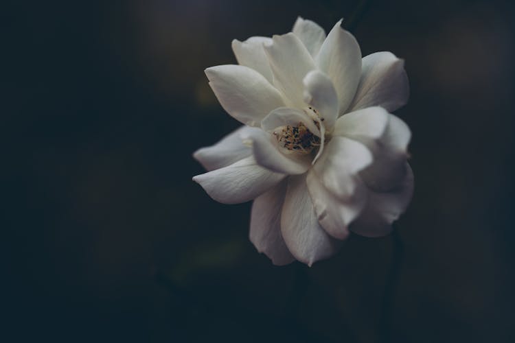 White Gardenia Flower