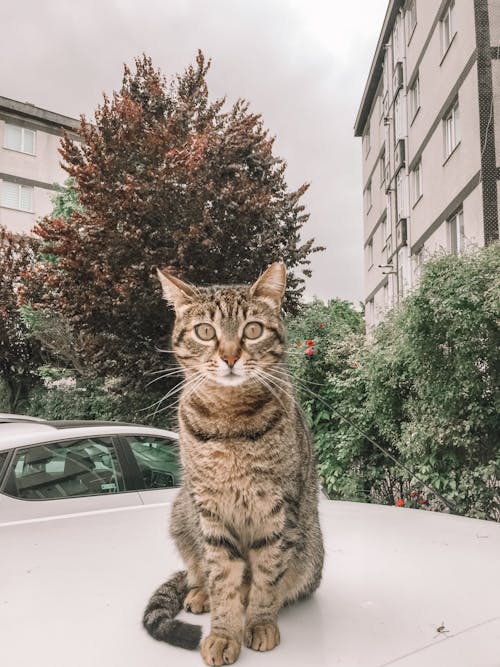 Gray Cat on Car