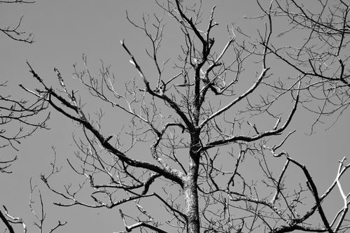 Free Dramatic grayscale photo of bare tree branches against the clear sky. Stock Photo