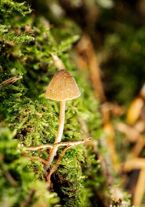 Mushroom in a Forest 