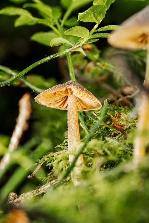 Mushrooms in a Forest 