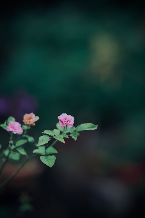 Foto stok gratis belukar, berwarna merah muda, Daun-daun