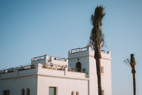 Immagine gratuita di cielo, estate, palma